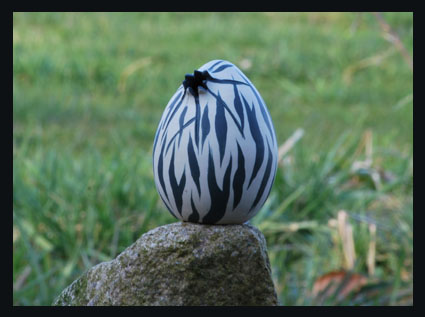 zebraei